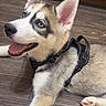 dog, puppy, husky, siberian_husky, blue_eyes, open_mouth, tongue_out, happy, lying_down, harness, pet, animal, canine, fluffy, white_fur, gray_fur, black_markings, large_ears, indoor, wooden_floor