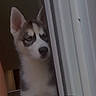 Zeus is registered to the contest to win money with this photo: dog, puppy, husky, siberian_husky, canine, pet, animal, portrait, closeup, face, eyes, ears, white_fur, gray_fur, doorway, indoors, window_frame, standing, cute, text_overlay