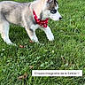Zeus is registered to the contest to win money with this photo: dog, puppy, husky, canine, outdoor, grass, lawn, red_bandana, paw_prints, walking, standing, fluffy, blue_eyes, pointed_ears, animal, pet, family, nature, leaves, text_overlay