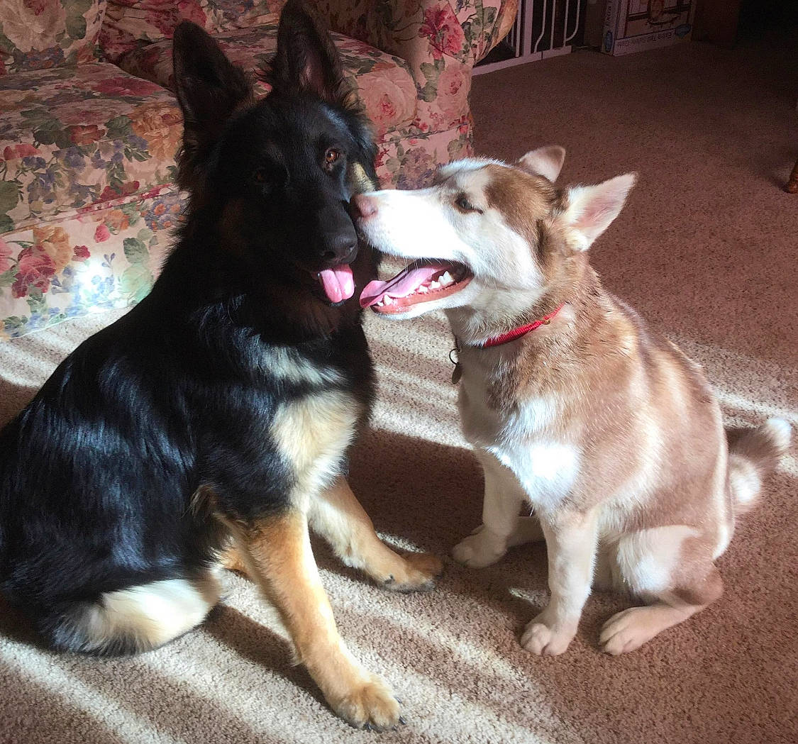 Neeko joined the competition — help win amazing prizes! canidae, carnivore, dog, dog_breed, east_european_shepherd, east_siberian_laika, fawn, german_shepherd_dog, king_shepherd, kunming_wolfdog, lapponian_herder, mammal, native_american_indian_dog, rare_breed_dog, seppala_siberian_sleddog, siberian_husky, tail, tamaskan_dog, vertebrate, wolfdog