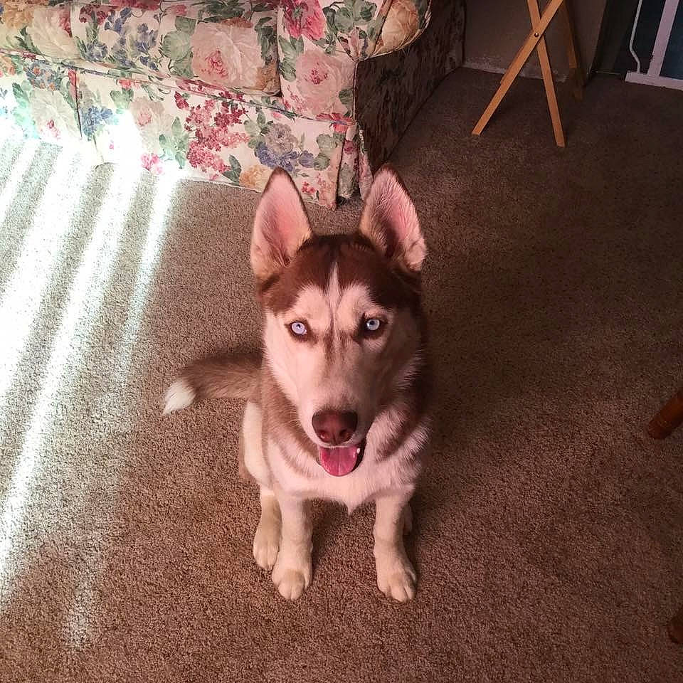 Neeko joined the competition — help win amazing prizes! canidae, carnivore, czechoslovakian_wolfdog, dog, dog_breed, east_siberian_laika, labrador_husky, mammal, native_american_indian_dog, northern_inuit_dog, saarloos_wolfdog, sakhalin_husky, seppala_siberian_sleddog, siberian_husky, sled_dog, snout, tamaskan_dog, vertebrate, wolfdog, working_dog