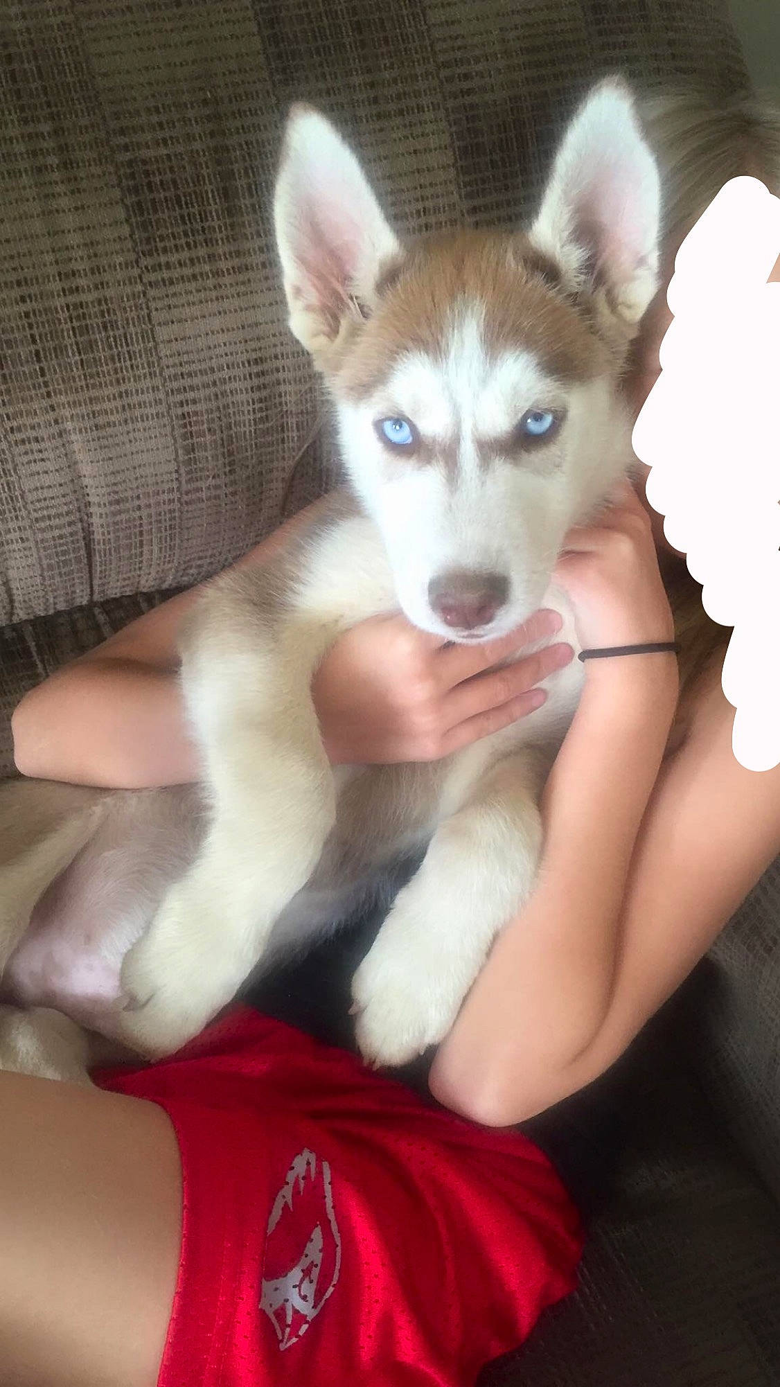 Neeko is registered to the contest to win money with this photo: alaskan_klee_kai, alaskan_malamute, canadian_eskimo_dog, canidae, carnivore, dog, dog_breed, labrador_husky, mammal, miniature_siberian_husky, northern_inuit_dog, nose, puppy, sakhalin_husky, siberian_husky, sled_dog, snout, tamaskan_dog, vertebrate, wolfdog