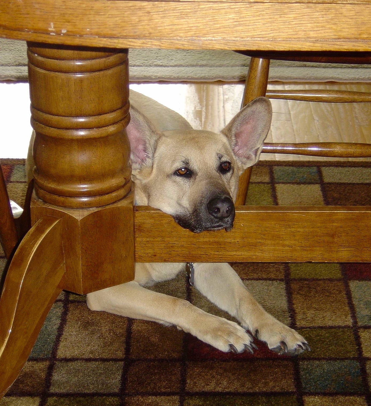 Jessie is registered to the contest to win money with this photo: canidae, carnivore, carolina_dog, dog, dog_breed, fawn, mammal, pariah_dog, snout, sporting_group