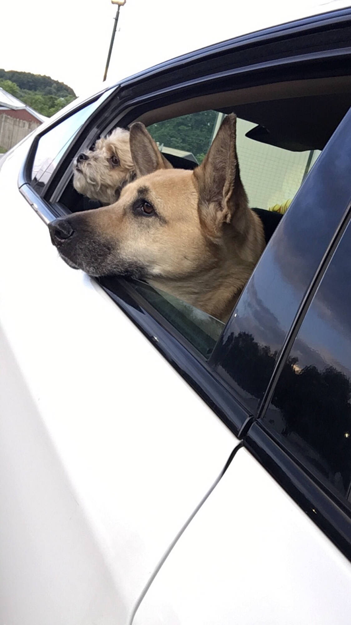 Jessie is registered to the contest to win money with this photo: auto_part, automotive_window_part, canidae, car, carnivore, dog, dog_breed, driving, fawn, french_bulldog, glass, mammal, non_sporting_group, snout, vehicle, vehicle_door, window, windscreen_wiper, windshield