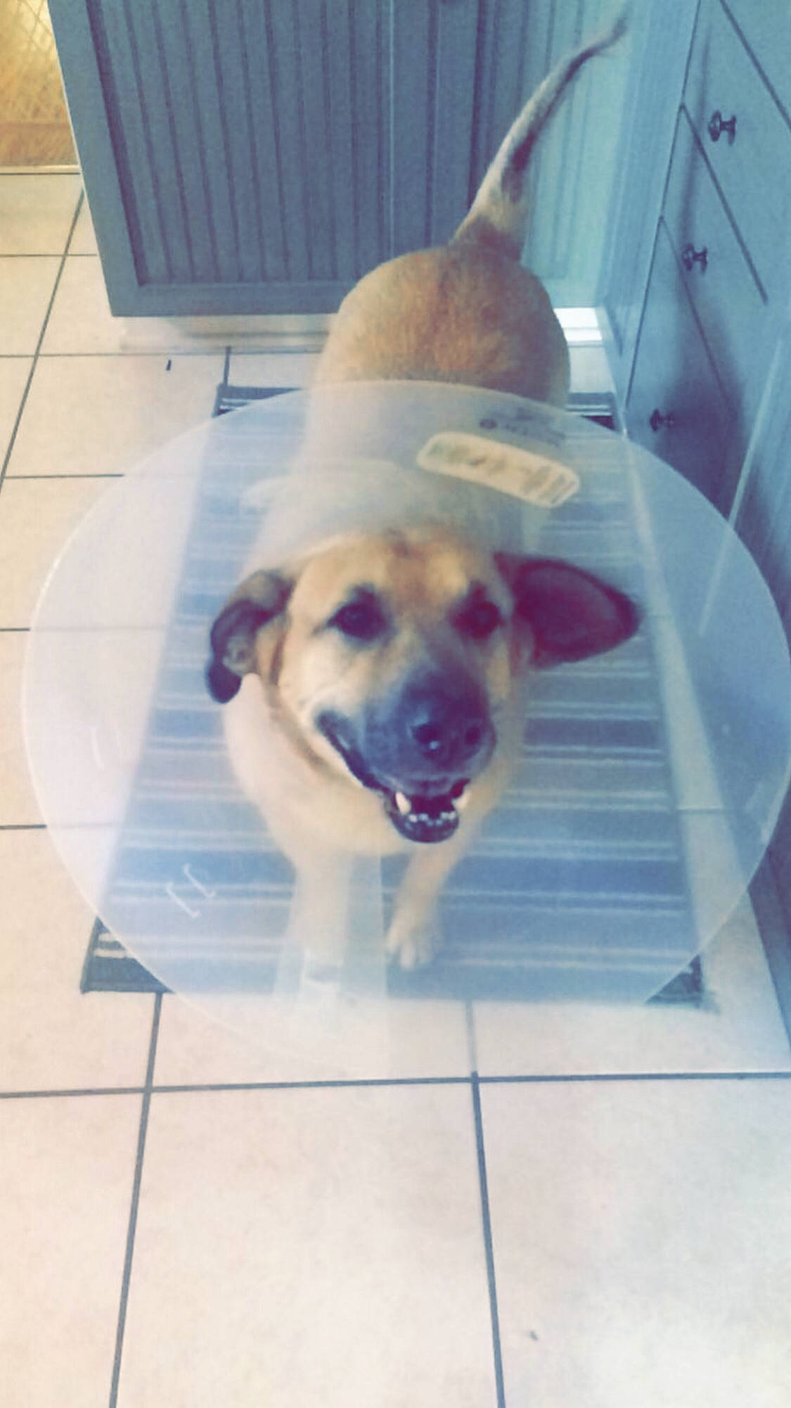 Jessie is registered to the contest to win money with this photo: black_mouth_cur, canidae, carnivore, companion_dog, dog, dog_breed, ear, fawn, floor, german_shepherd_dog, labrador_retriever, nose, potcake_dog, puppy, retriever, snout, sporting_group, street_dog, tile