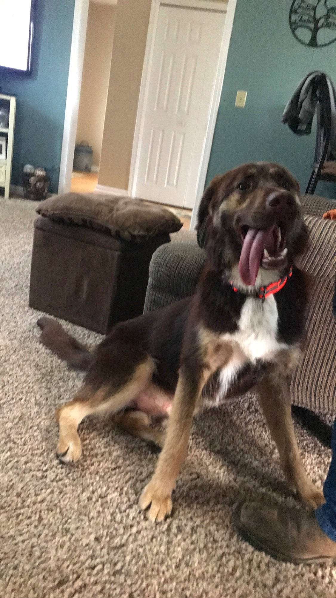 Bear is registered to the contest to win money with this photo: canidae, carnivore, companion_dog, dog, dog_breed, fawn, floor, fur, mammal, paw, puppy, snout, sporting_group, tail