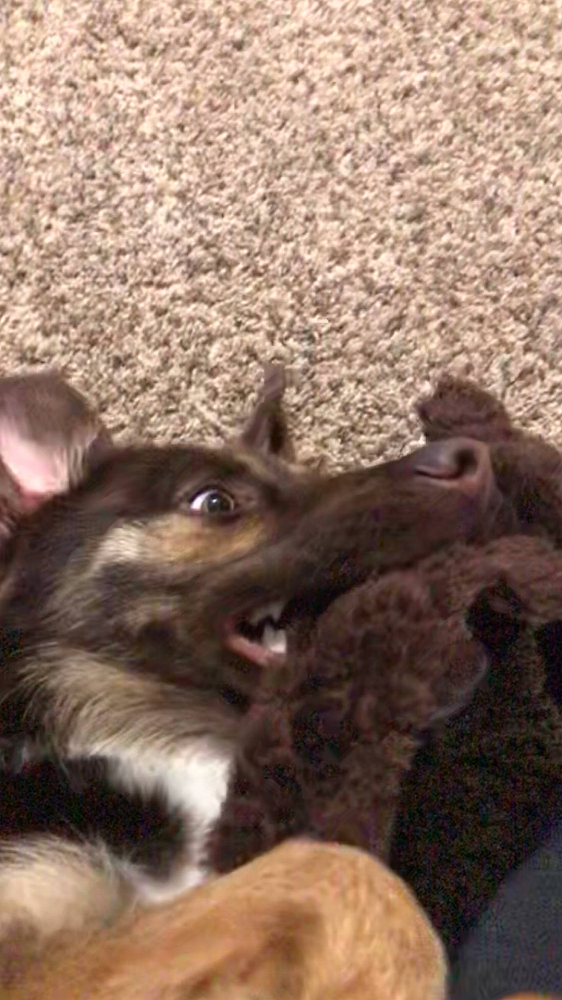 Bear joined the competition — help win amazing prizes! canidae, carnivore, dog, dog_breed, mammal, norwegian_elkhound, puppy, siberian_husky, vertebrate