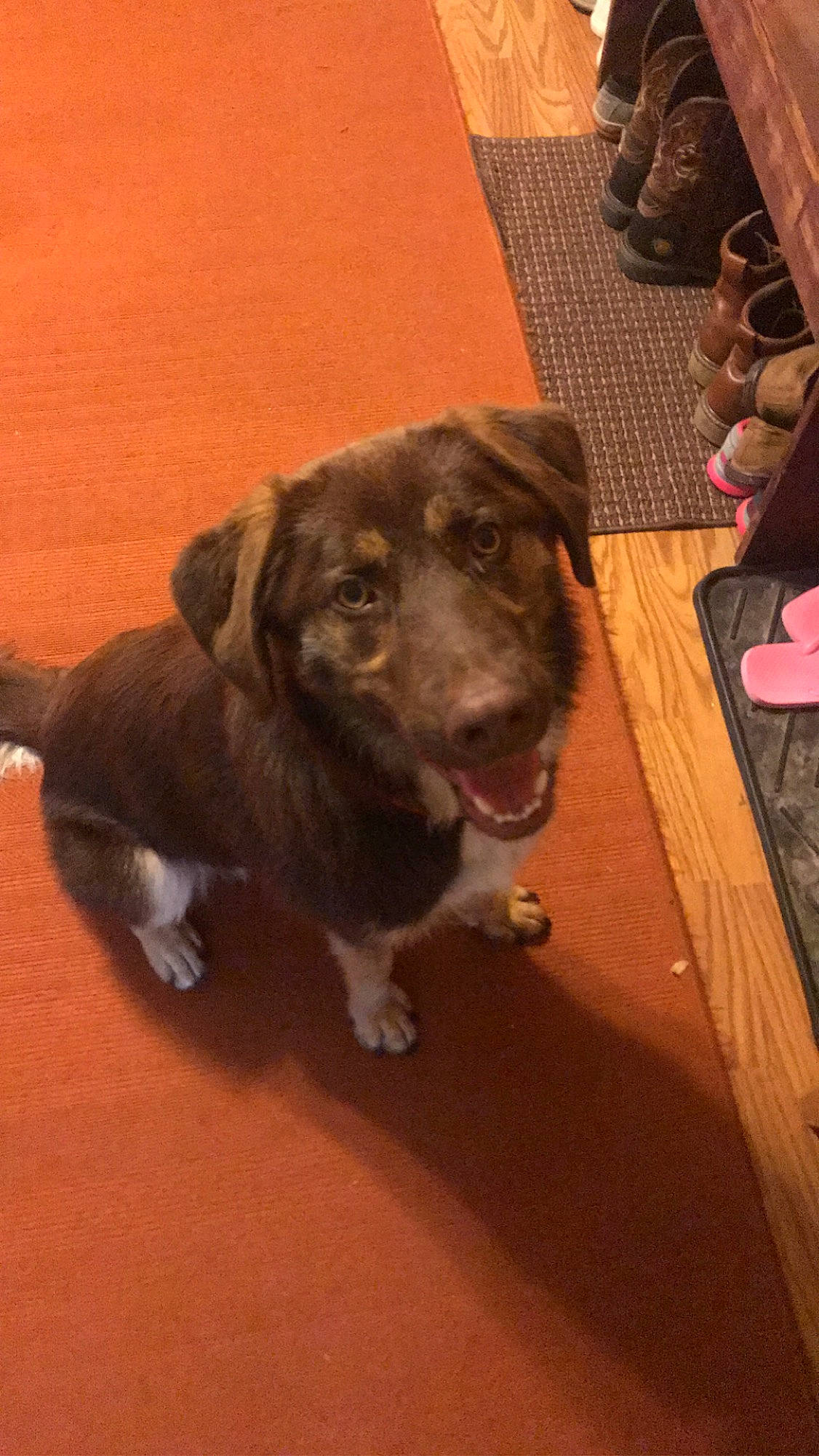 Bear is registered to the contest to win money with this photo: borador, canidae, carnivore, dog, dog_breed, labrador_retriever, mammal, puppy, snout, sporting_group