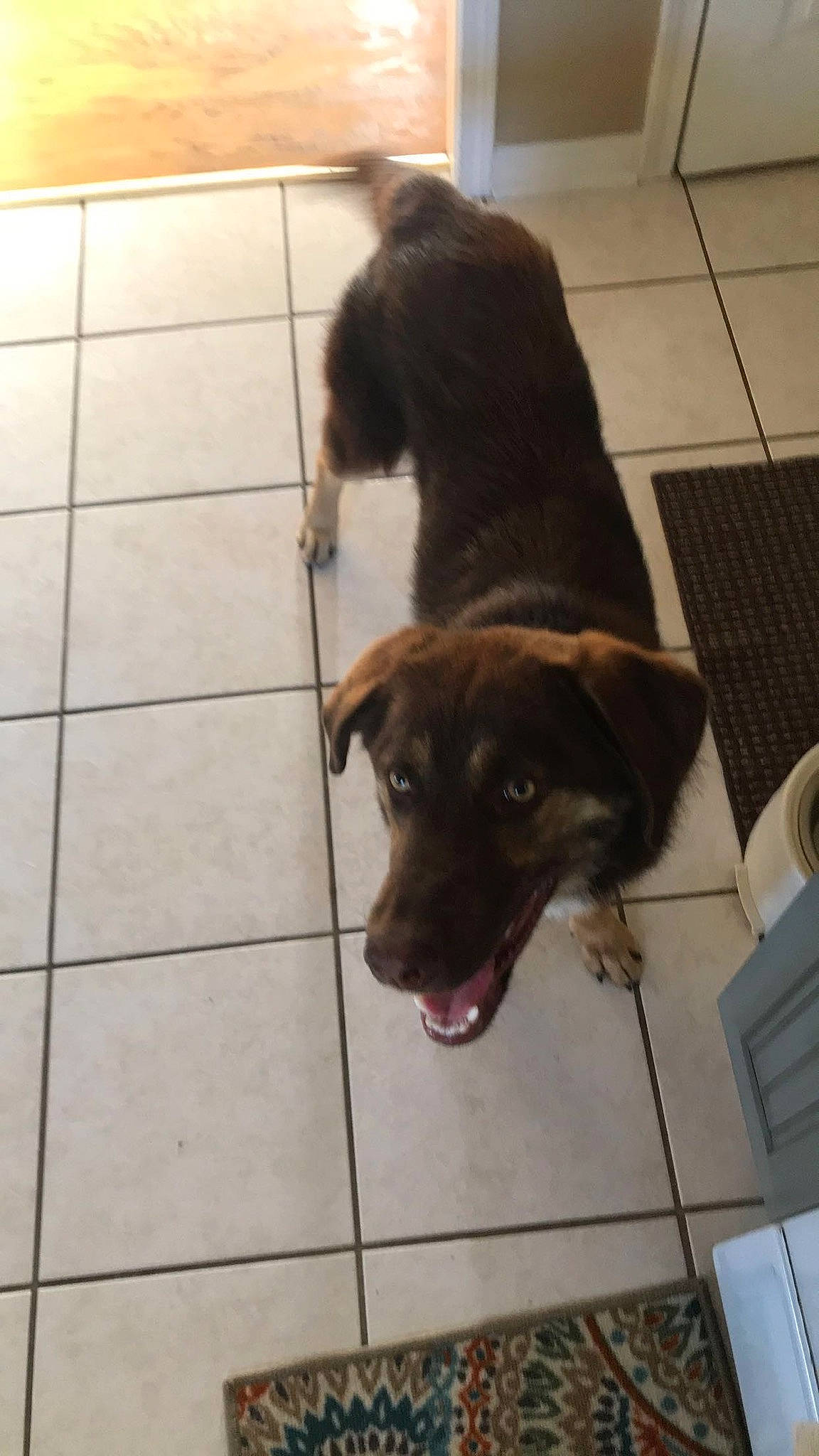 Bear joined the competition — help win amazing prizes! border_collie, canidae, carnivore, dog, dog_breed, floor, labrador_retriever, patterdale_terrier, retriever, snout, sporting_group, tail, tile