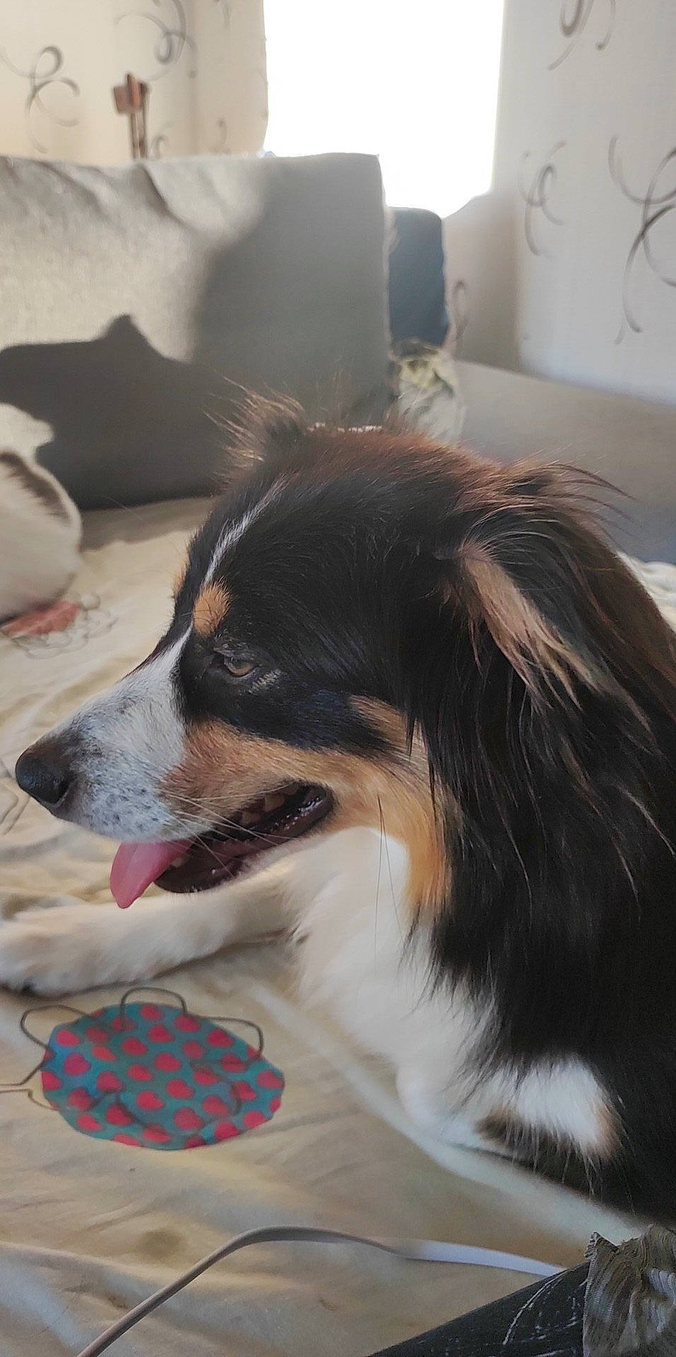 Kanelle a rejoint le concours — aidez-le/la à gagner de superbes lots ! ball, canidae, carnivore, comfort, companion_dog, dog, dog_breed, dog_supply, door, flooring, fur, herding_dog, lamp, plant, snout, sporting_group, toy_dog, whiskers, working_animal, working_dog