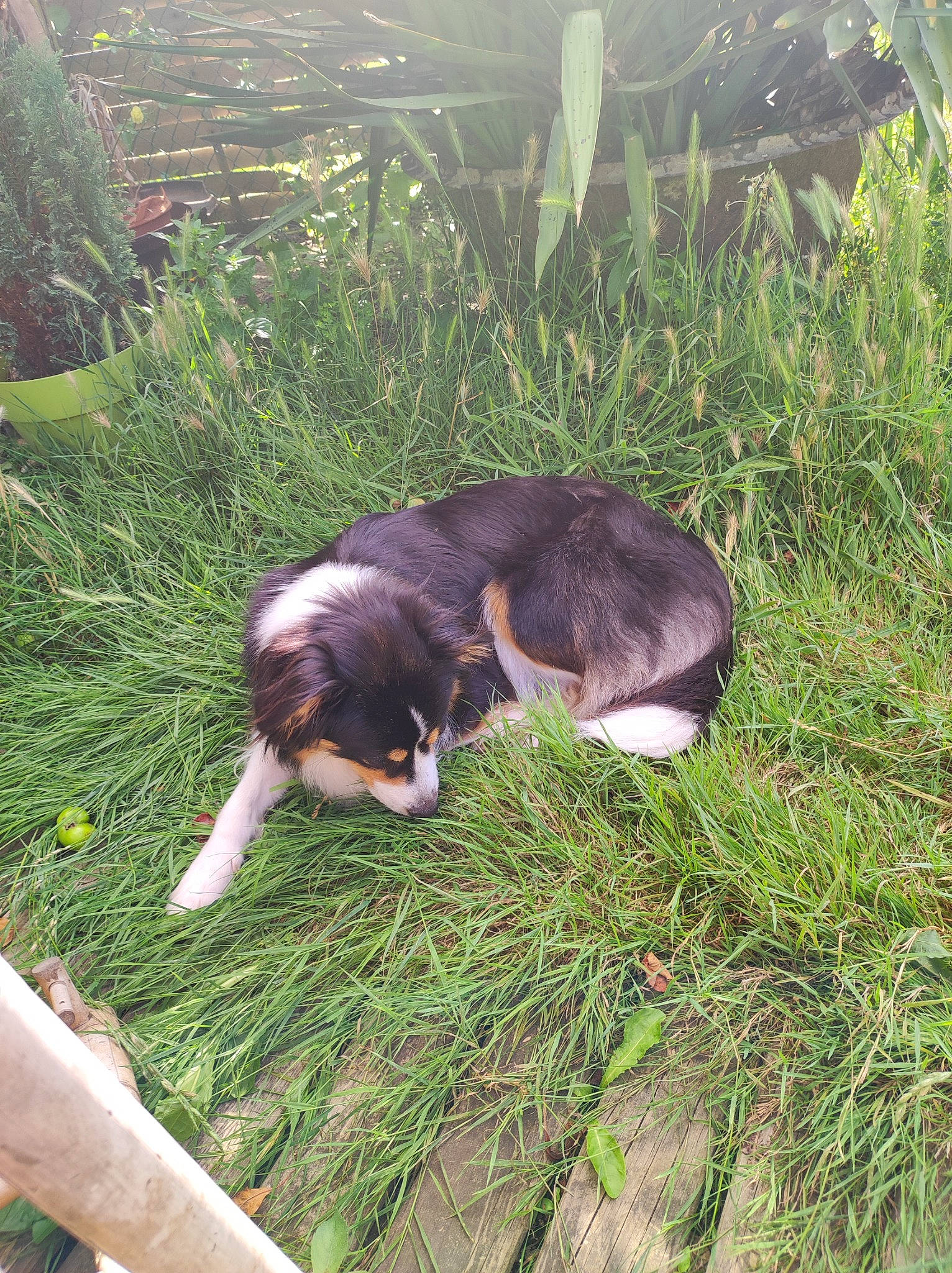 Kanelle participe au concours pour gagner de l'argent avec cette photo : canidae, carnivore, companion_dog, dog, dog_breed, fawn, grass, grass_family, groundcover, hunting_dog, plant, puppy, scent_hound, snout, sporting_group, tail, terrestrial_animal, working_dog