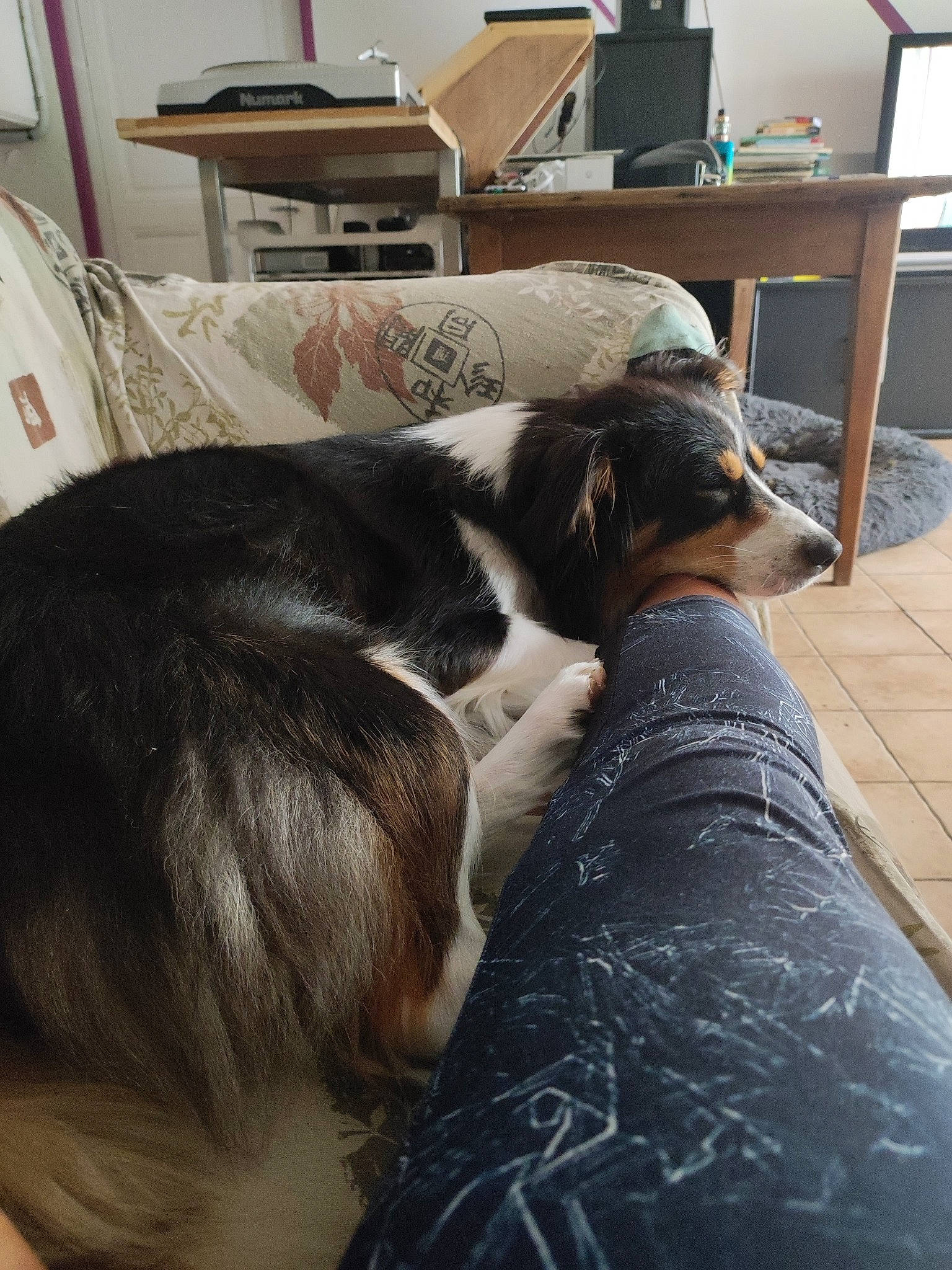 Kanelle participe au concours pour gagner de l'argent avec cette photo : carnivore, chair, comfort, companion_dog, dog, dog_breed, felidae, flooring, fur, furniture, hardwood, human_leg, living_room, room, small_to_medium_sized_cats, sporting_group, tail, whiskers, wood, working_animal