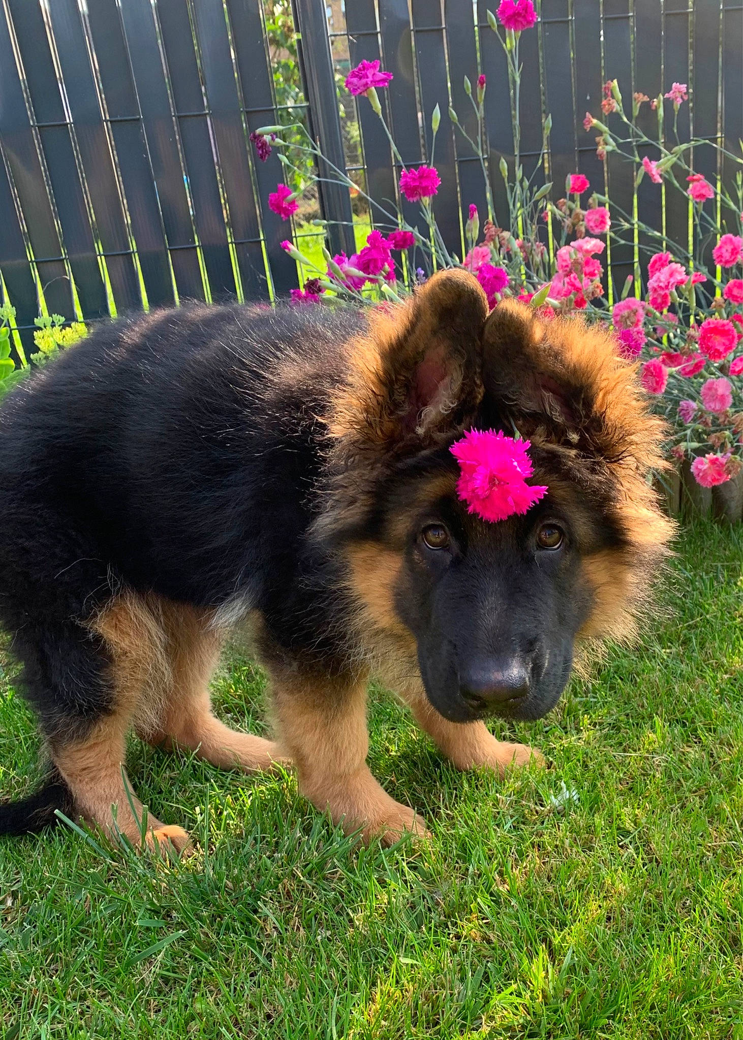 Saku a rejoint le concours — aidez-le/la à gagner de superbes lots ! annual_plant, canidae, carnivore, companion_dog, dog, dog_breed, fawn, fence, flower, german_shepherd_dog, grass, herbaceous_plant, home_fencing, keeshond, king_shepherd, old_german_shepherd_dog, plant, snout, sporting_group, working_dog