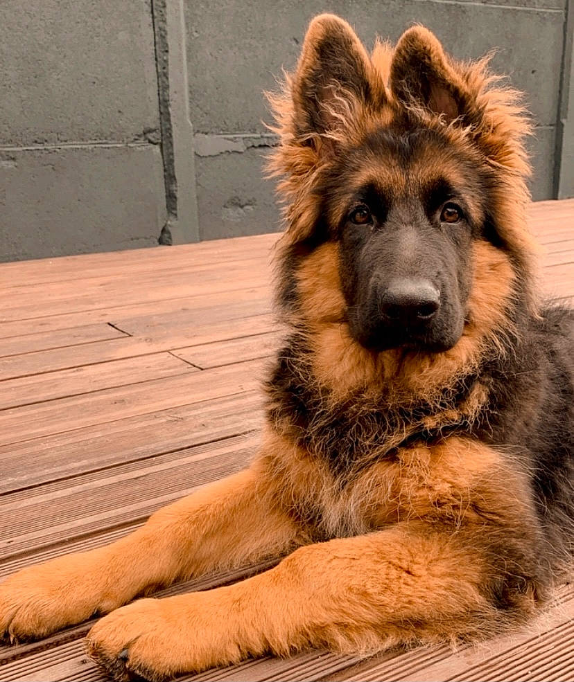 Saku a rejoint le concours — aidez-le/la à gagner de superbes lots ! art, canidae, carnivore, companion_dog, dog, dog_breed, fawn, fur, german_shepherd_dog, hardwood, heat, king_shepherd, light, old_german_shepherd_dog, snout, sporting_group, terrestrial_animal, whiskers, wood, working_dog