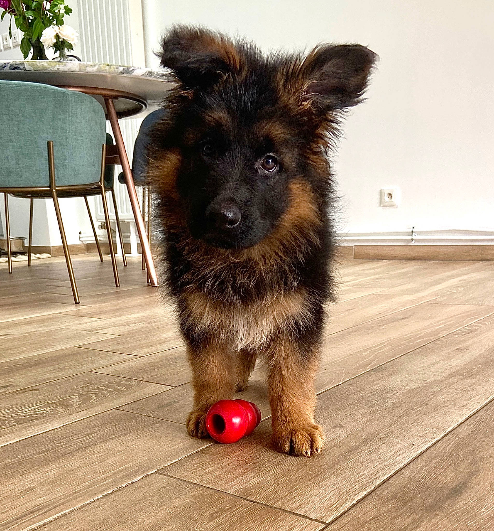 Saku participe au concours pour gagner de l'argent avec cette photo : canidae, carnivore, chair, companion_dog, dog, dog_breed, dog_supply, fawn, flooring, fur, hardwood, herding_dog, houseplant, paw, plant, snout, sporting_group, tail, wood, working_animal