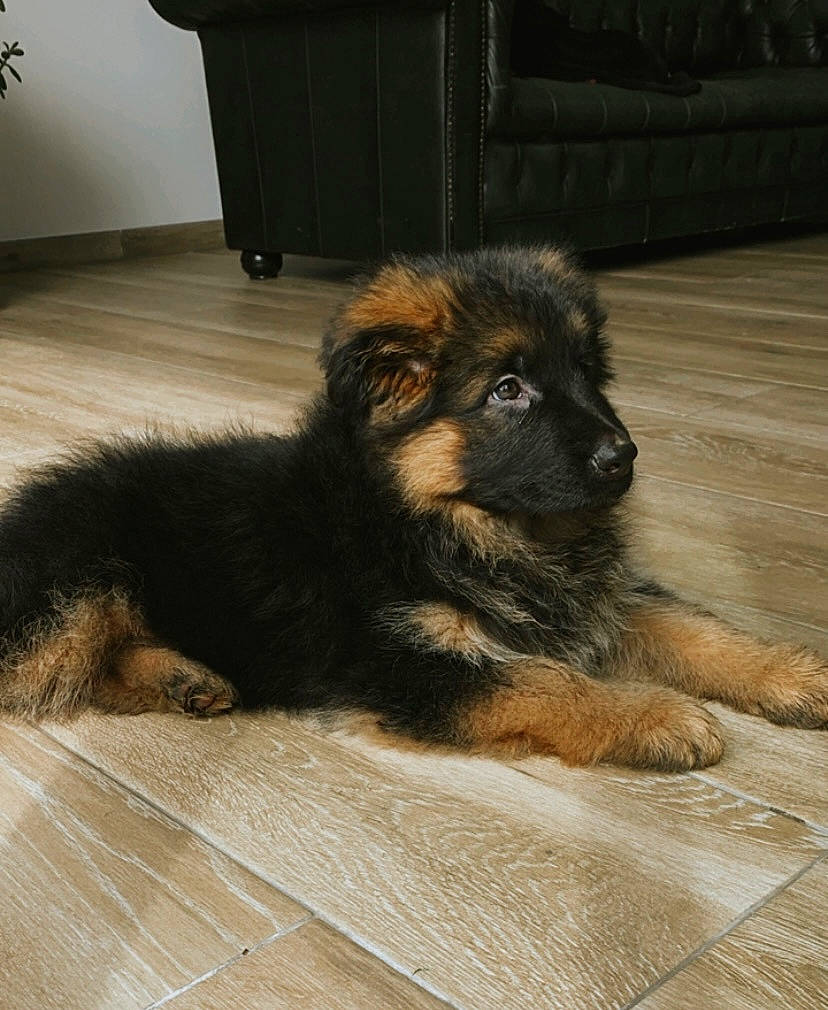 Saku participe au concours pour gagner de l'argent avec cette photo : cabinetry, canidae, carnivore, chest_of_drawers, companion_dog, dog, dog_breed, drawer, fawn, floor, flooring, fur, hardwood, paw, sporting_group, tail, terrestrial_animal, whiskers, wood, working_dog