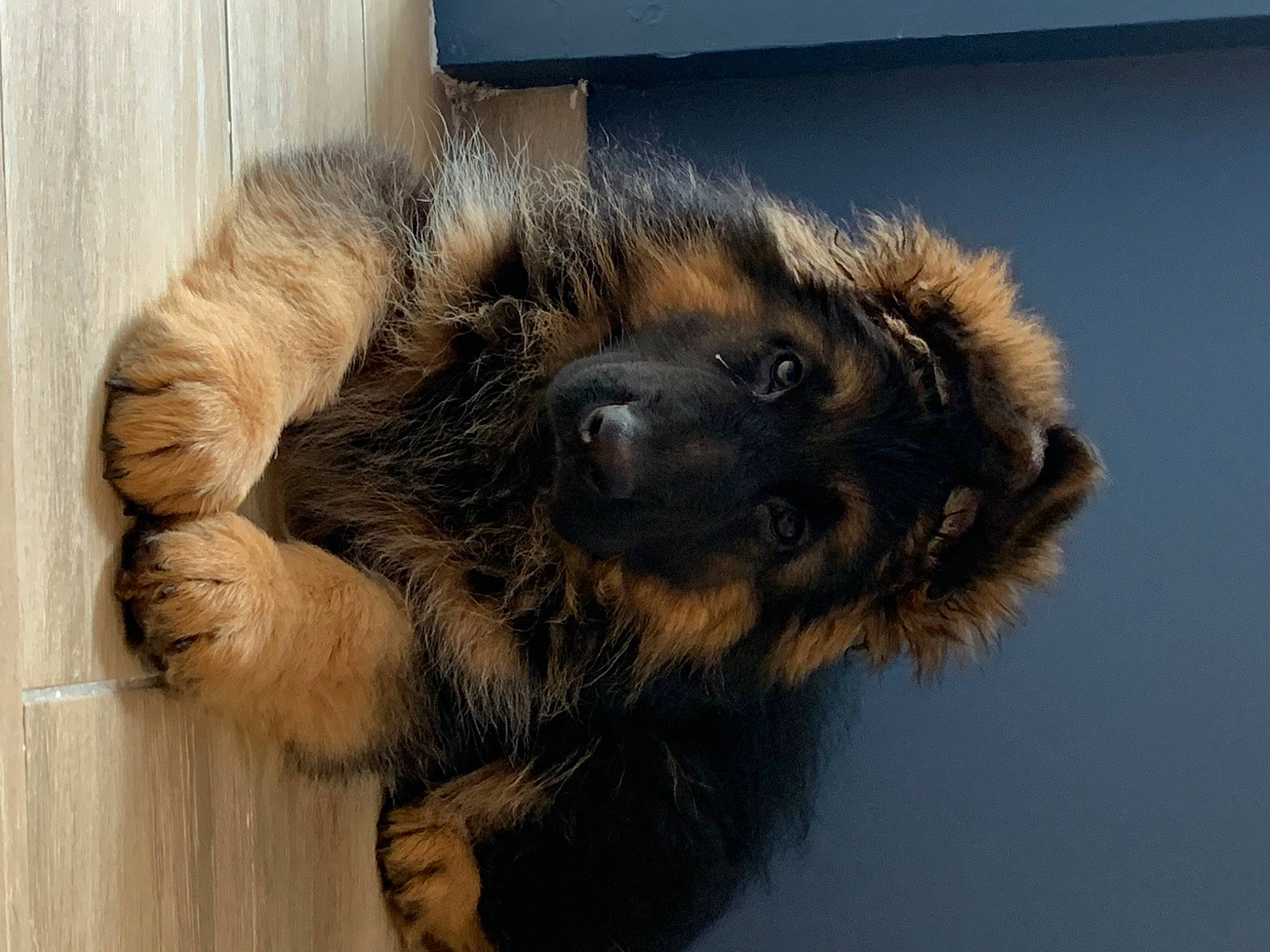 Saku a rejoint le concours — aidez-le/la à gagner de superbes lots ! canidae, carnivore, claw, companion_dog, dog, dog_breed, estrela_mountain_dog, fur, liver, natural_material, paw, snout, sporting_group, terrestrial_animal, working_animal, working_dog