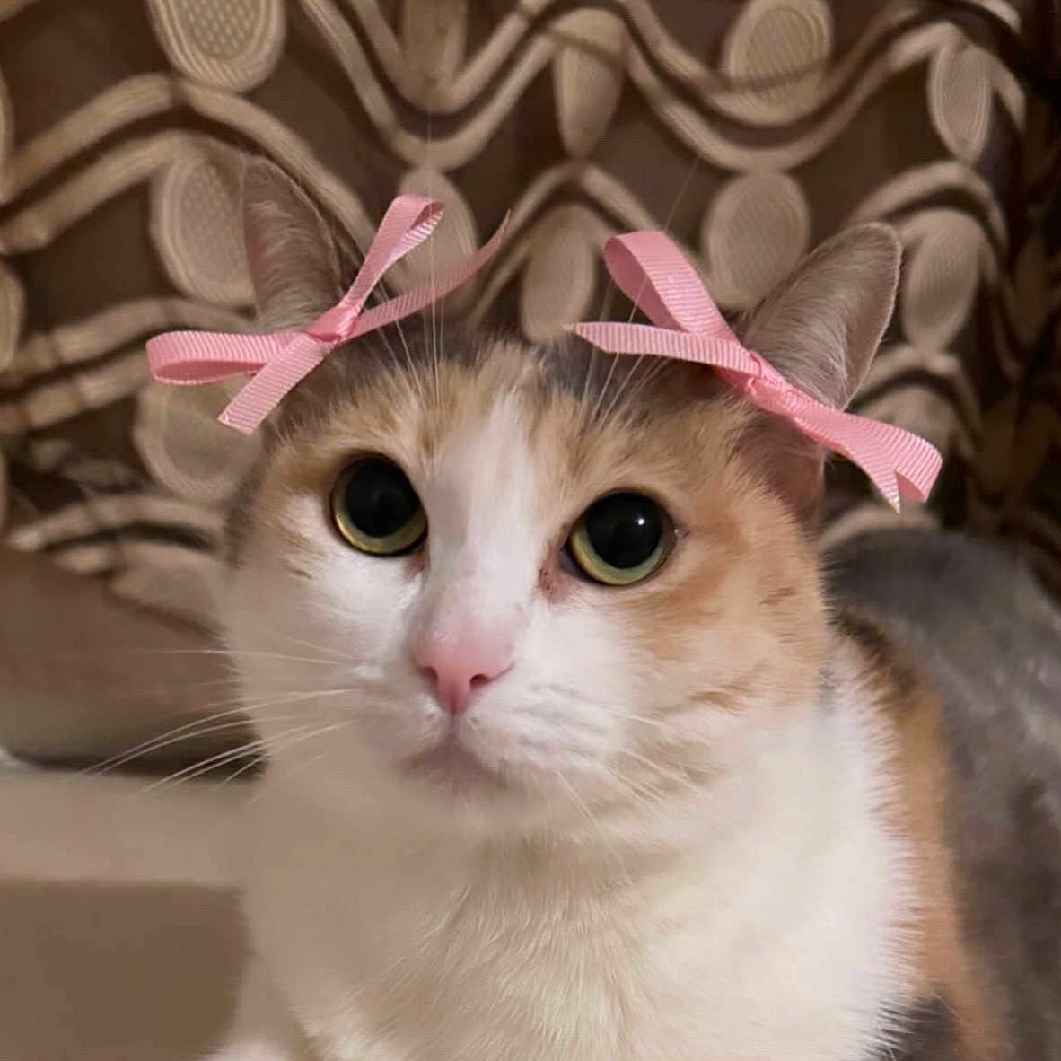 Zina joined the competition — help win amazing prizes! abyssinian, angora, animal, cat, document, kitten, manx, pet, receipt, text