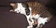 Heidi a rejoint le concours — aidez-le/la à gagner de superbes lots ! cat, tabby, white_fur, sleeping, couch, indoor, pet, fur, relaxed, resting, animal, mammal, whiskers, paws, cozy, domestic, cute, feline, quiet, soft