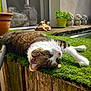 Heidi participe au concours pour gagner de l'argent avec cette photo : cat, tabby, white_markings, artificial_grass, wooden_ledge, sunlight, potted_plant, green_pot, garden_statues, turtle_statue, three_monkeys_statues, outdoor, relaxed, animal, pet, closeup, nature, daylight, resting, fur