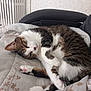 cat, tabby, white_paws, white_chest, sleepy, curled_up, blanket, floral_pattern, indoor, pet, animal, cozy, resting, fur, whiskers, cute, relaxed, paw, mammal, domestic