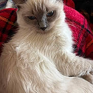 Angel Louise joined the competition — help win amazing prizes! cat, kitten, fluffy, long_hair, cream_colored, blue_eyes, face, whiskers, ears, fur, portrait, close_up, sitting, blanket, red_blanket, indoors, cozy, pet, relaxed, unimpressed