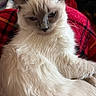 cat, kitten, fluffy, long_hair, cream_colored, blue_eyes, face, whiskers, ears, fur, portrait, close_up, sitting, blanket, red_blanket, indoors, cozy, pet, relaxed, unimpressed