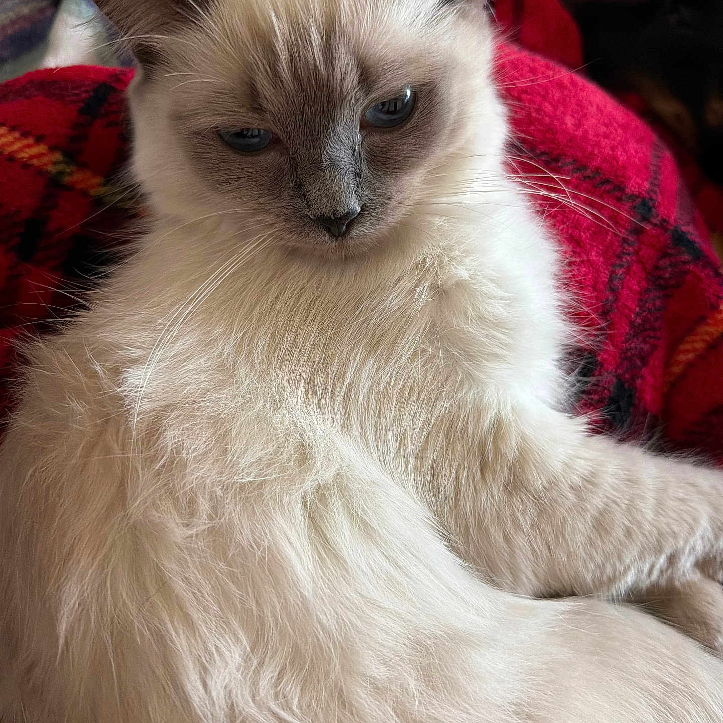 Angel Louise