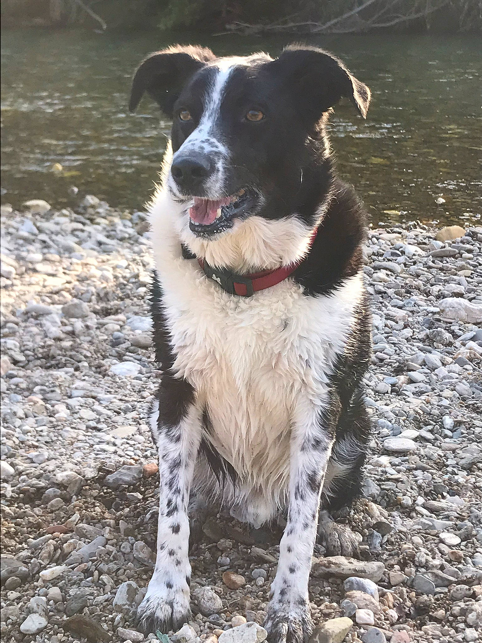 Light a rejoint le concours — aidez-le/la à gagner de superbes lots ! borador, carnivore, collar, companion_dog, dog, dog_breed, dog_collar, gun_dog, hunting_dog, soil, sporting_group, whiskers, working_animal, working_dog