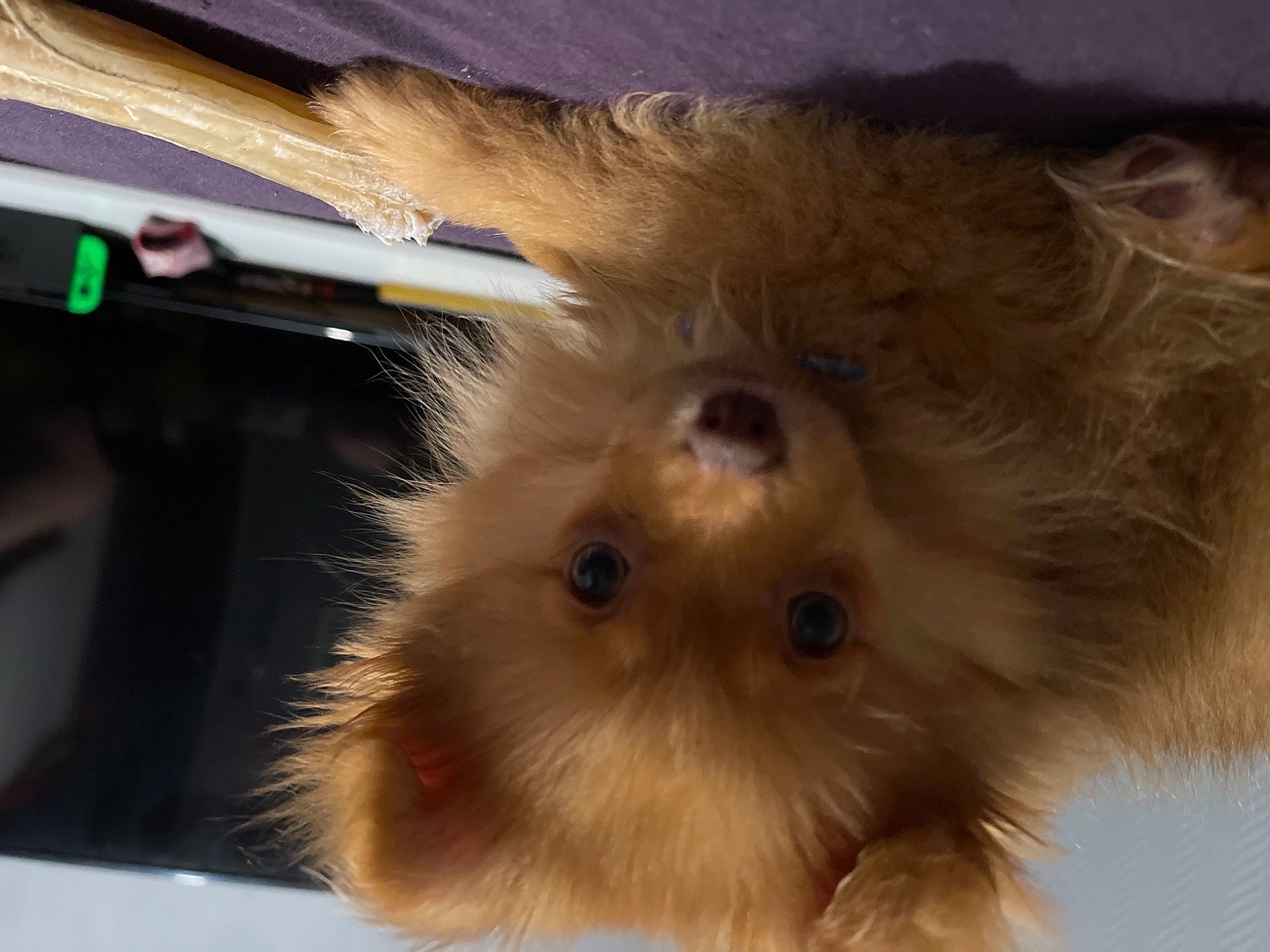 Alya participe au concours pour gagner de l'argent avec cette photo : canidae, carnivore, companion_dog, dog, dog_breed, ear, facial_hair, fawn, felidae, fur, liver, non_sporting_group, small_to_medium_sized_cats, snout, sporting_group, terrestrial_animal, terrier, toy_dog, whiskers, working_animal