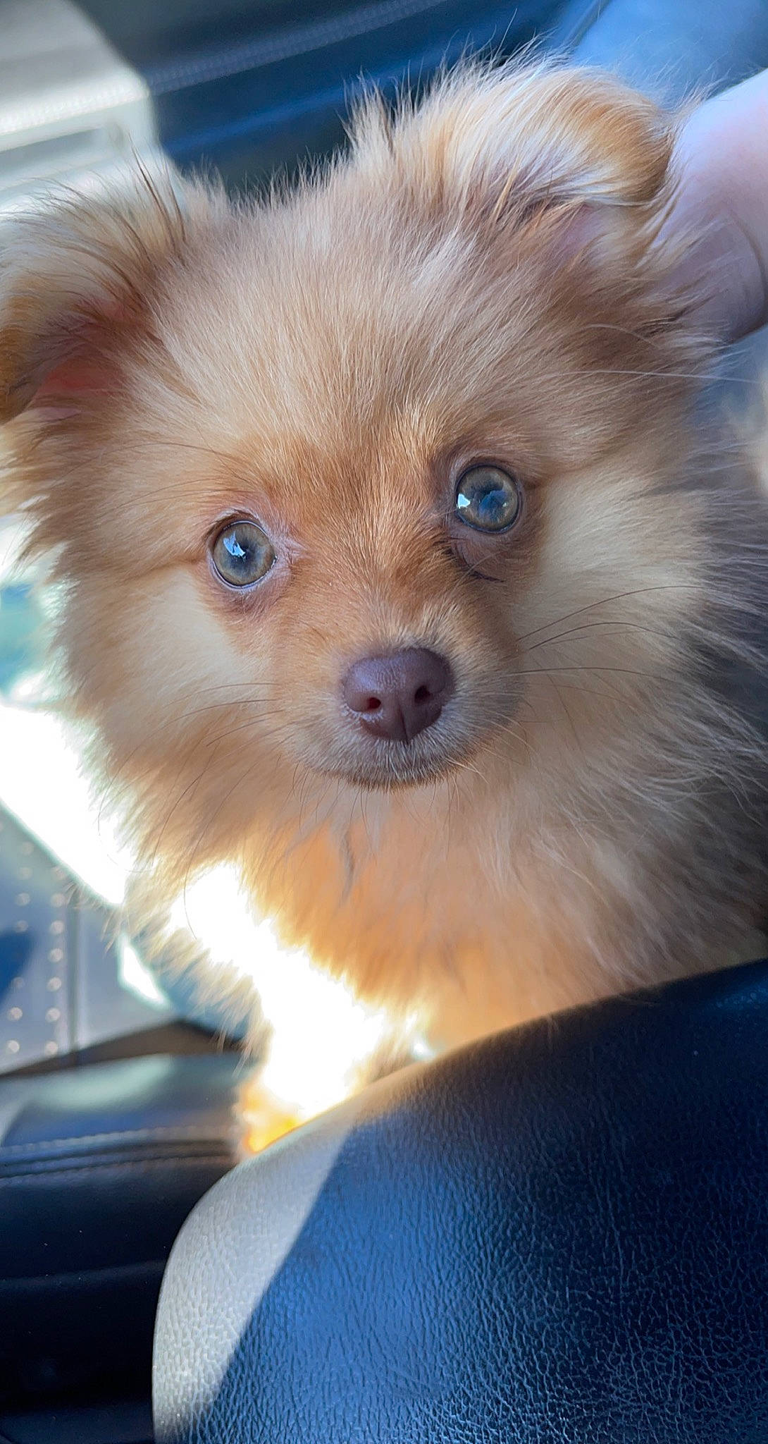 Alya participe au concours pour gagner de l'argent avec cette photo : canidae, carnivore, close_up, companion_dog, dog, dog_breed, dog_supply, eye, fawn, fur, german_spitz, german_spitz_klein, german_spitz_mittel, snout, spitz, sporting_group, terrestrial_animal, toy_dog, whiskers, working_animal