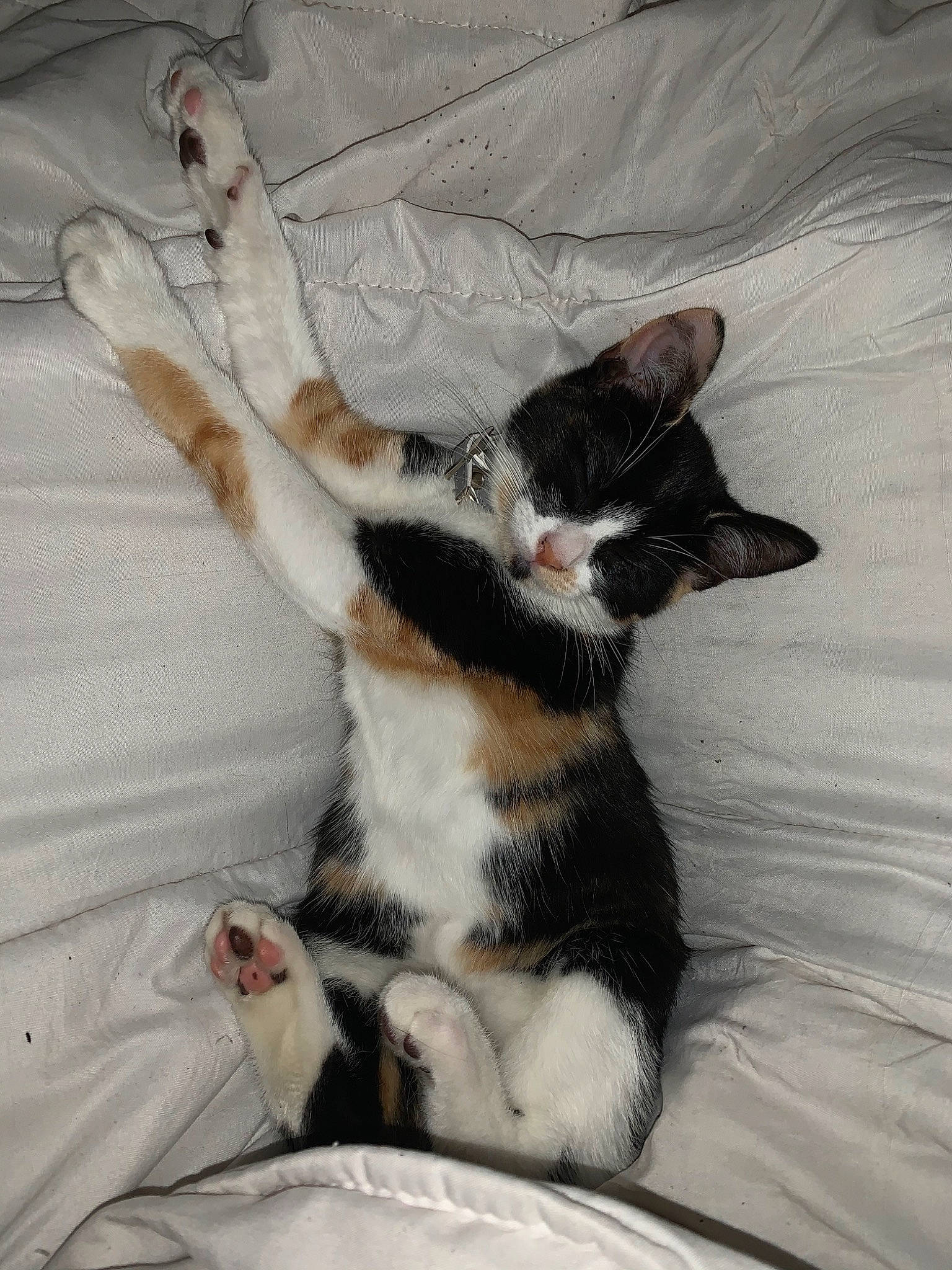 Chipie a rejoint le concours — aidez-le/la à gagner de superbes lots ! aegean_cat, american_wirehair, carnivore, cat, claw, domestic_short_haired_cat, european_shorthair, felidae, german_rex, kitten, paw, polydactyl_cat, small_to_medium_sized_cats, tail, whiskers