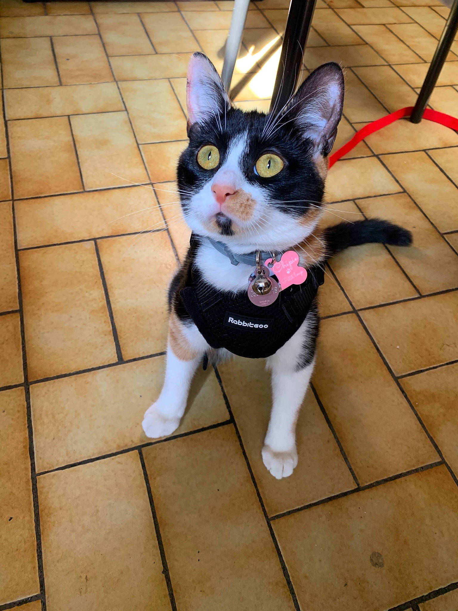 Chipie participe au concours pour gagner de l'argent avec cette photo : canidae, carnivore, cat, companion_dog, dog, dog_breed, ear, felidae, formal_wear, fur, kitten, leash, mammal, paw, small_to_medium_sized_cats, snapshot, snout, tail, tuxedo, whiskers