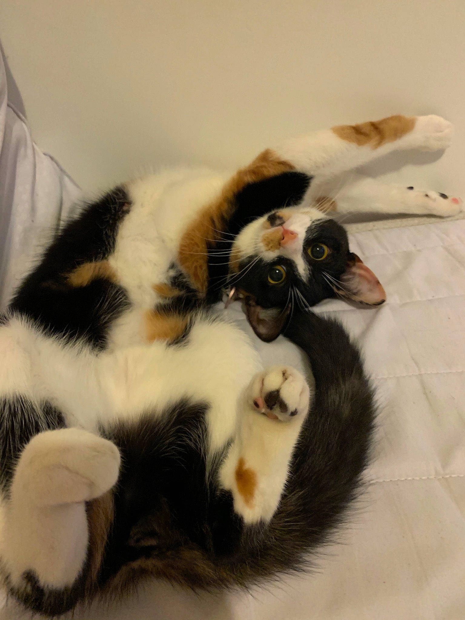 Chipie participe au concours pour gagner de l'argent avec cette photo : american_wirehair, carnivore, cat, claw, domestic_short_haired_cat, ear, felidae, fur, japanese_bobtail, kitten, paw, polydactyl_cat, small_to_medium_sized_cats, tail, whiskers