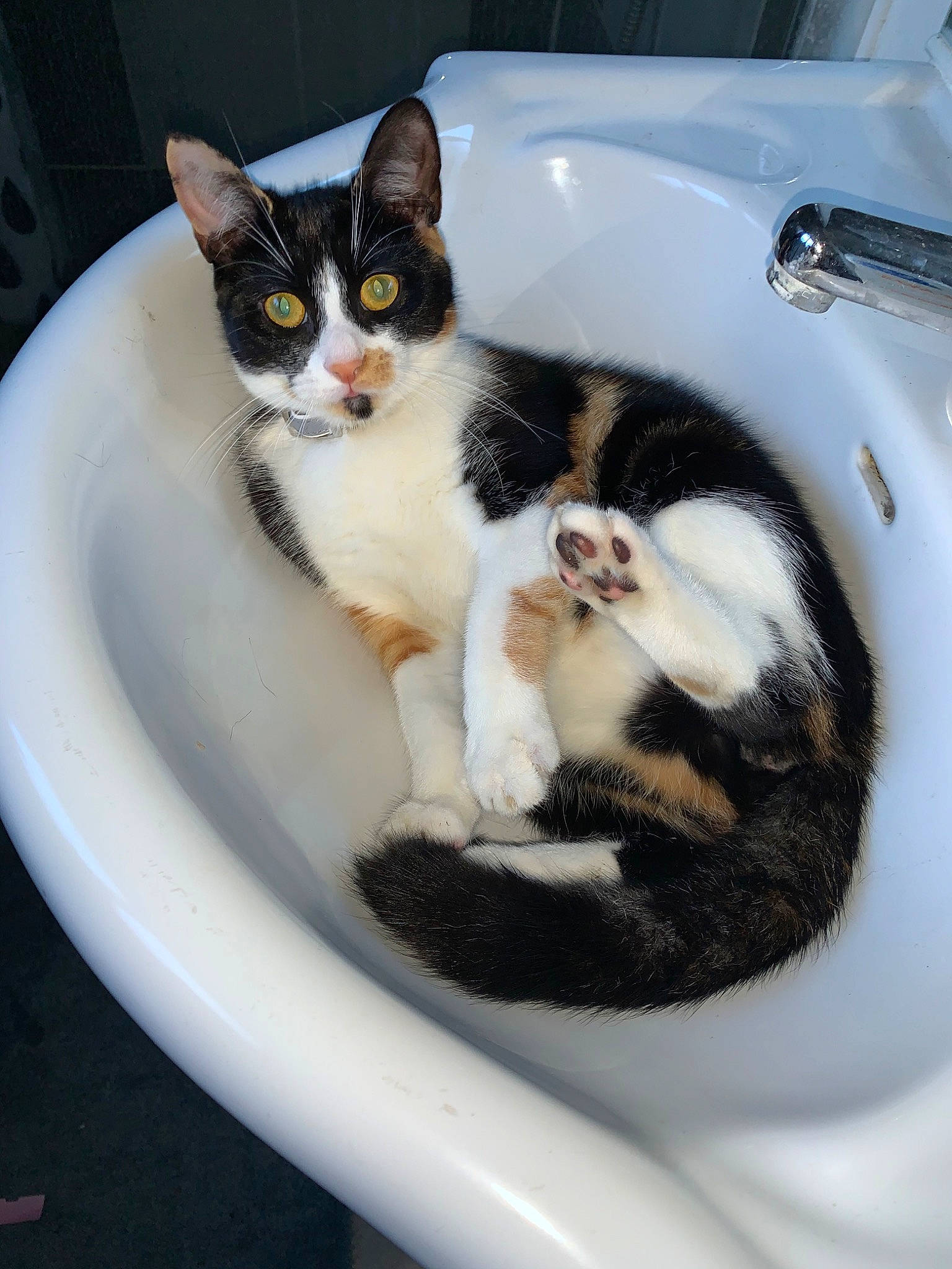 Chipie participe au concours pour gagner de l'argent avec cette photo : aegean_cat, american_wirehair, black_and_white, carnivore, cat, domestic_short_haired_cat, european_shorthair, felidae, japanese_bobtail, kitten, paw, plumbing_fixture, polydactyl_cat, sink, small_to_medium_sized_cats, whiskers