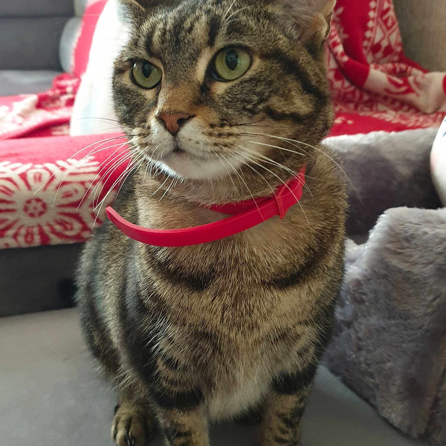 Shuba participe au concours pour gagner de l'argent avec cette photo : animal, blanket, cat, couch, cozy, cute, domestic, face, fur, furniture, green_eyes, home, indoor, pattern, pet, portrait, red_collar, sitting, tabby, whiskers