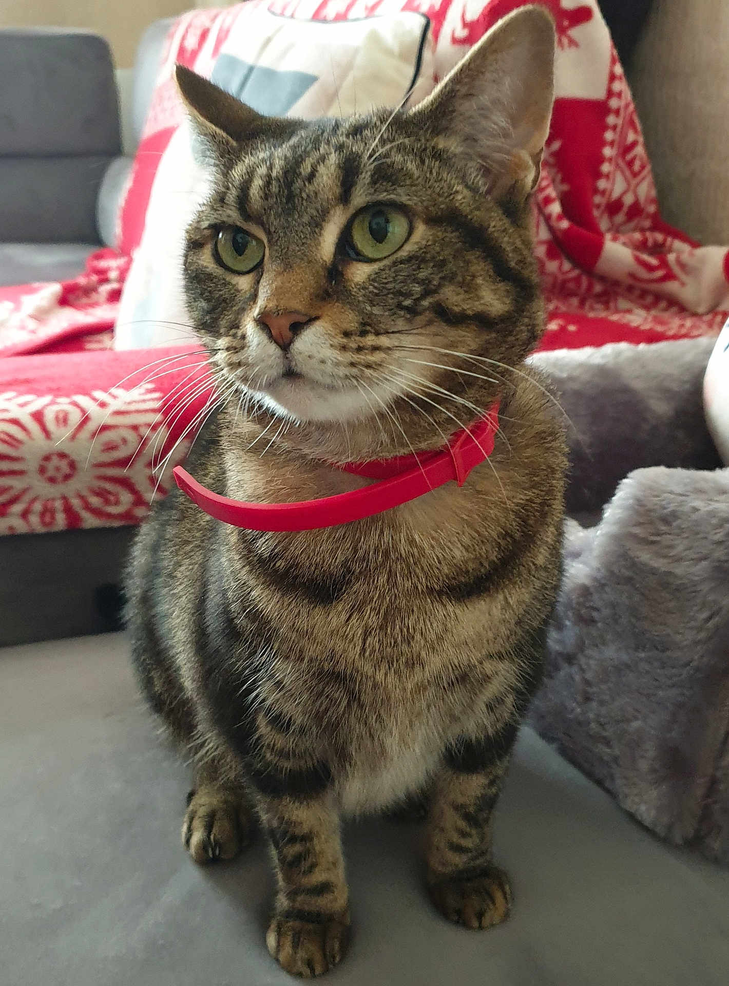Shuba participe au concours pour gagner de l'argent avec cette photo : cat, tabby, green_eyes, red_collar, pet, indoor, furniture, couch, blanket, pattern, cozy, fur, whiskers, animal, domestic, cute, sitting, face, portrait, home