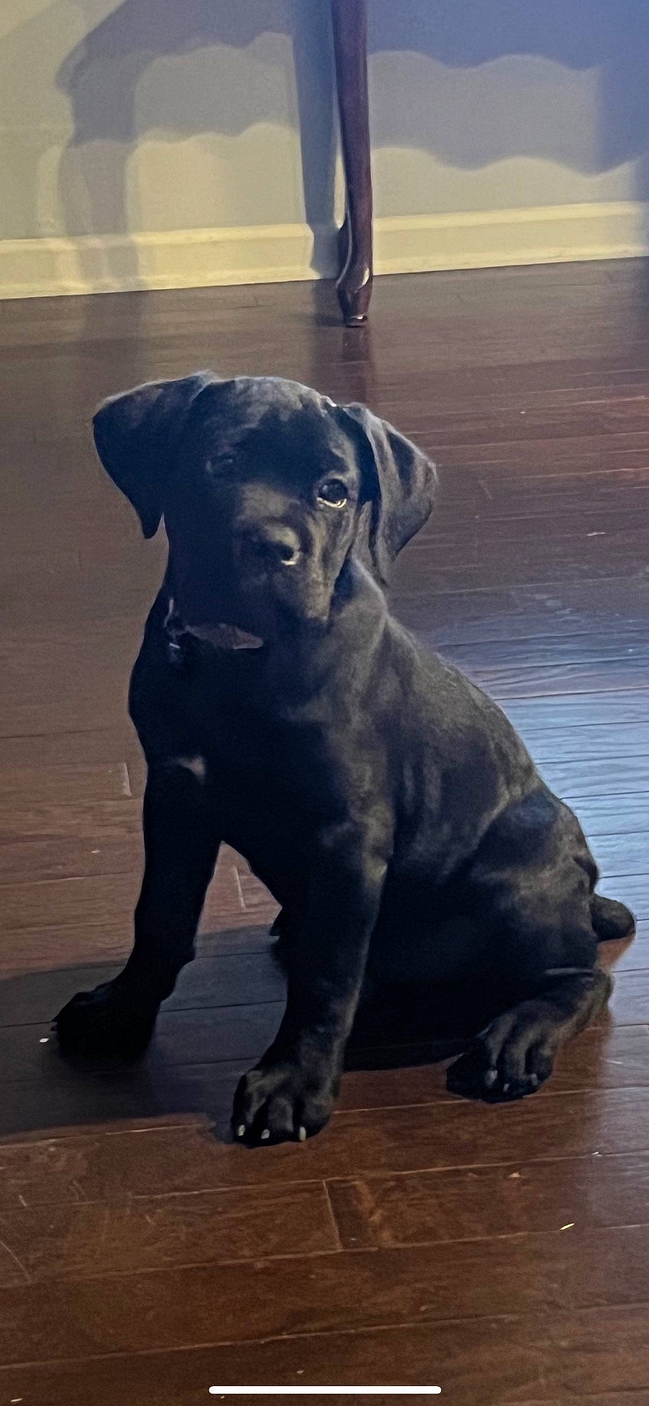 Daisy Dream Chaser joined the competition — help win amazing prizes! borador, canidae, carnivore, companion_dog, dog, dog_breed, dog_collar, fawn, flooring, fur, guard_dog, gun_dog, liver, non_sporting_group, snout, tail, terrestrial_animal, whiskers, wood, working_animal