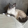 cat, siamese, pet, animal, feline, bed, indoor, fur, ears, whiskers, paws, tail, alert, resting, cute, domestic, cozy, soft, neutral_background, looking_up