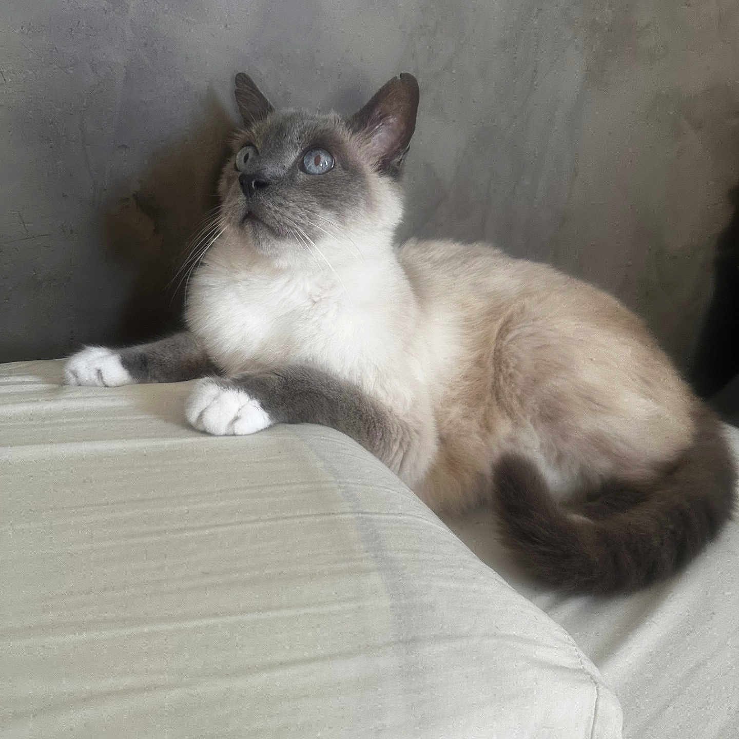 Flocon a rejoint le concours — aidez-le/la à gagner de superbes lots ! alert, animal, bed, cat, cozy, cute, domestic, ears, feline, fur, indoor, looking_up, neutral_background, paws, pet, resting, siamese, soft, tail, whiskers