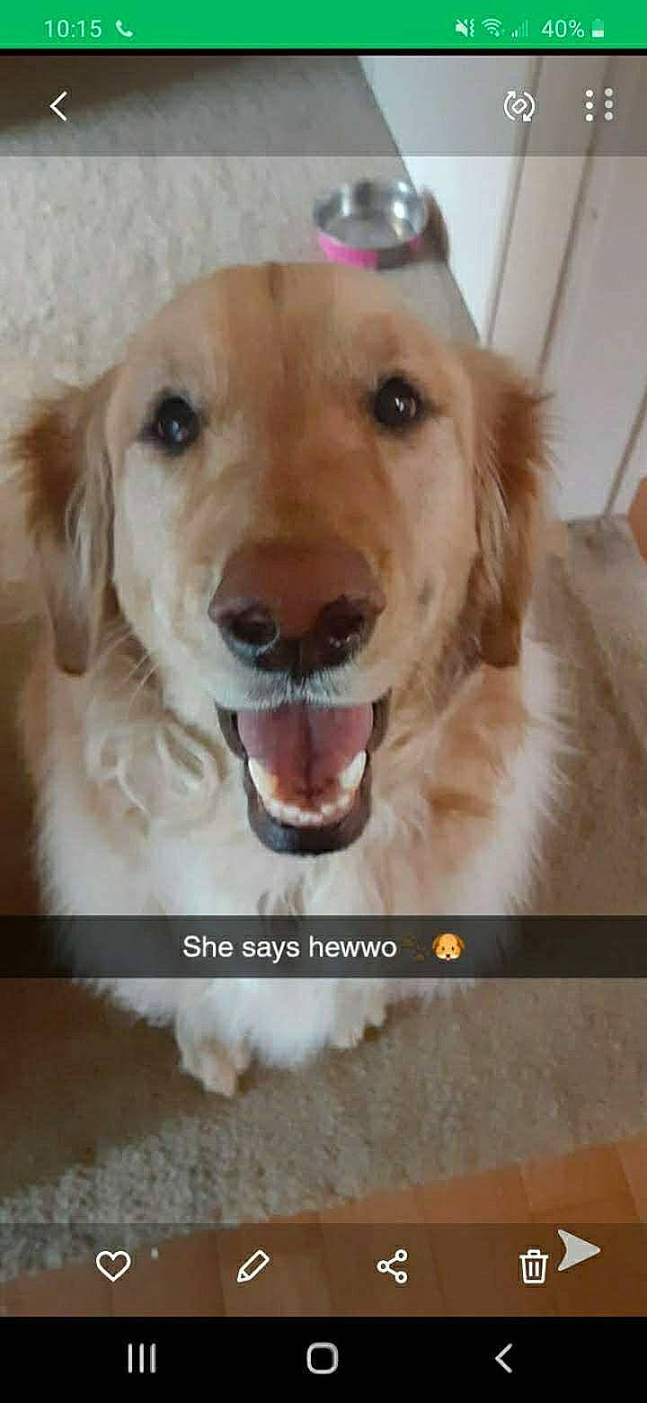 Bailey Sue is registered to the contest to win money with this photo: canidae, carnivore, companion_dog, dog, dog_breed, ear, eye, fawn, fur, golden_retriever, gun_dog, happy, jaw, nose, pet_supply, photo_caption, retriever, snout, sporting_group, whiskers