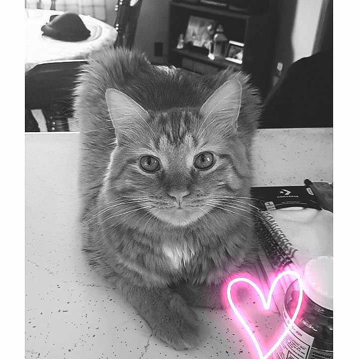 George is registered to the contest to win money with this photo: adult, animal, architecture, building, cat, chair, electronics, face, furniture, head, indoors, light, livingroom, person, pet, photography, portrait, room, screen, table
