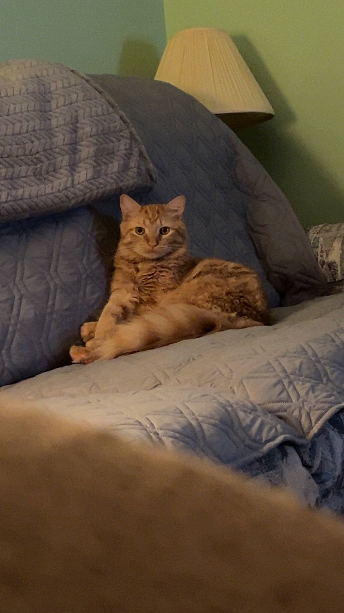 George is registered to the contest to win money with this photo: bedding, carnivore, cat, comfort, domestic_short_haired_cat, fawn, felidae, fur, grey, human_leg, lamp, linens, plant, room, sitting, small_to_medium_sized_cats, tail, textile, whiskers, wood