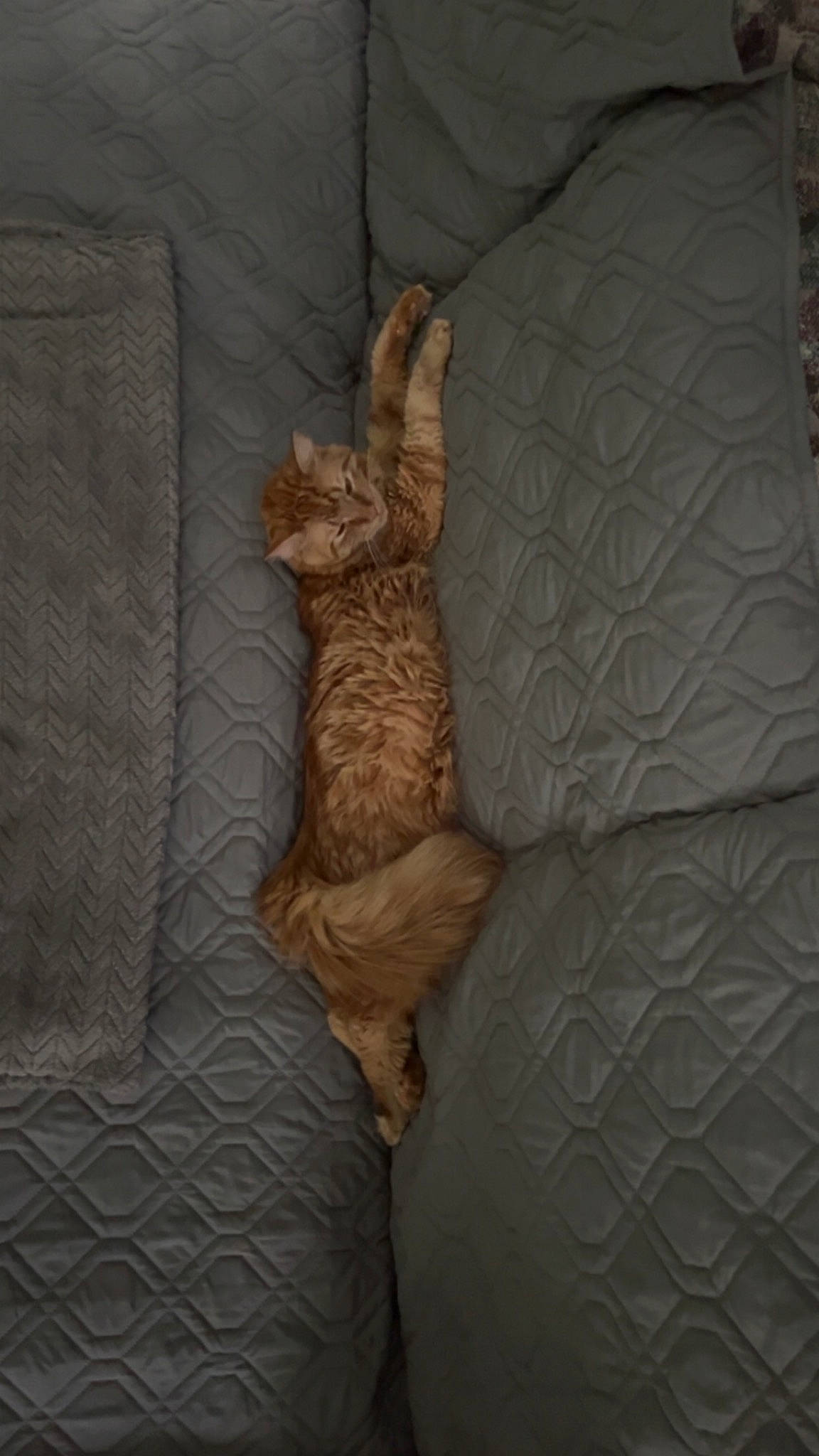 George is registered to the contest to win money with this photo: bedding, brown, carnivore, comfort, couch, fawn, felidae, flooring, fur, grey, human_leg, linens, pattern, room, small_to_medium_sized_cats, tail, terrestrial_animal, textile, whiskers, wood