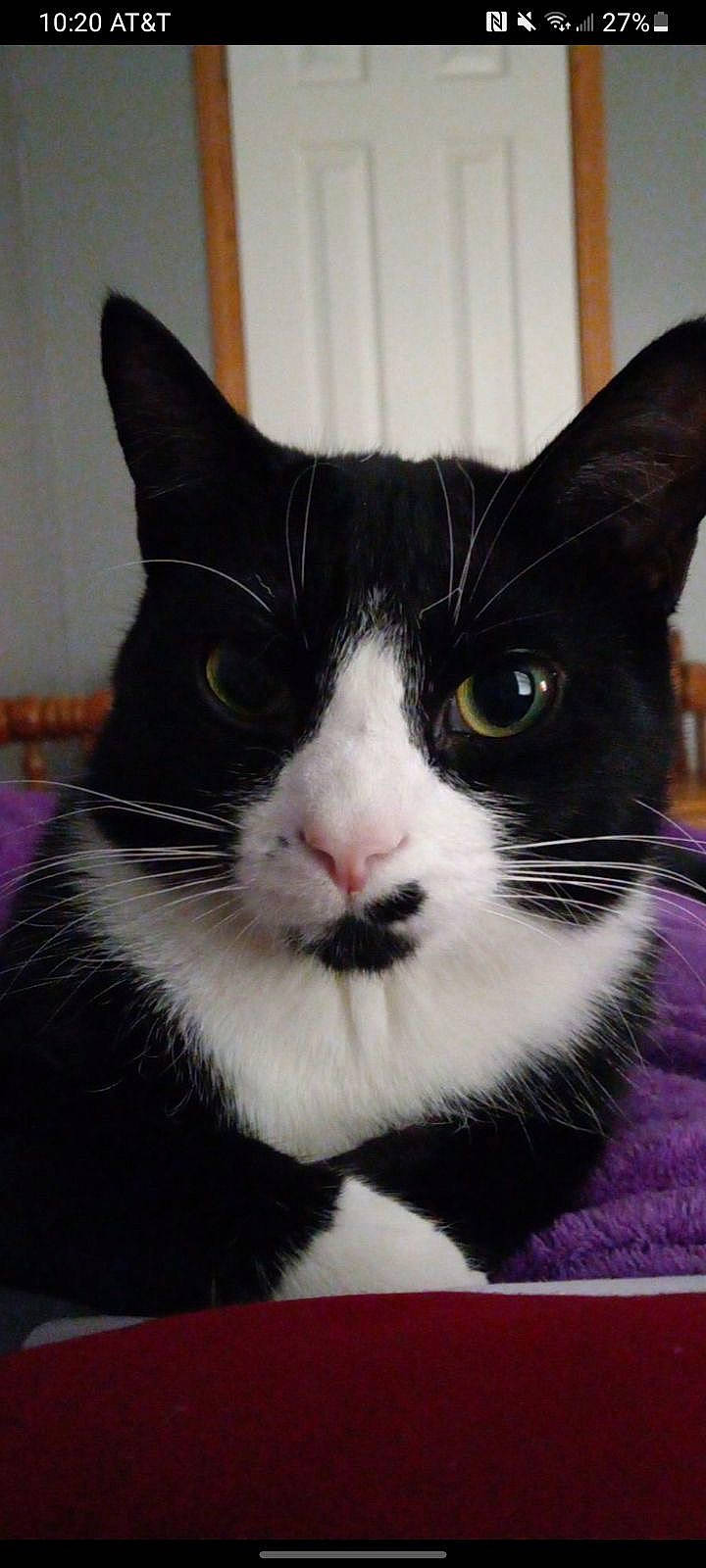 Loki is registered to the contest to win money with this photo: carnivore, cat, comfort, domestic_short_haired_cat, felidae, fur, head, paw, pet_supply, small_to_medium_sized_cats, snout, tail, terrestrial_animal, whiskers, window