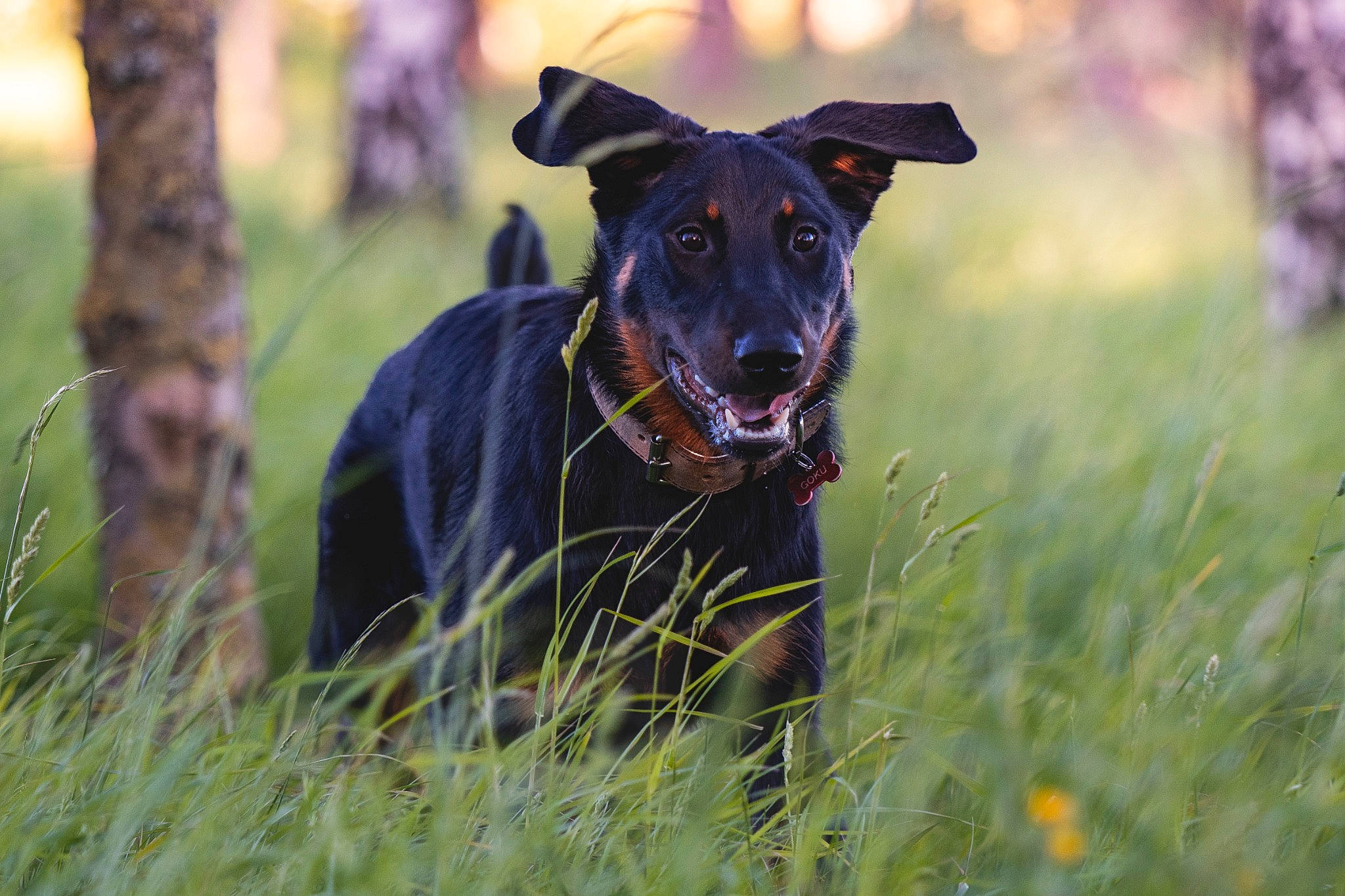 Goku participe au concours pour gagner de l'argent avec cette photo : borador, canidae, carnivore, collar, companion_dog, dog, dog_breed, dog_collar, electric_blue, eye, fawn, grass, grassland, meadow, personal_protective_equipment, plant, snout, sporting_group, tree, working_animal