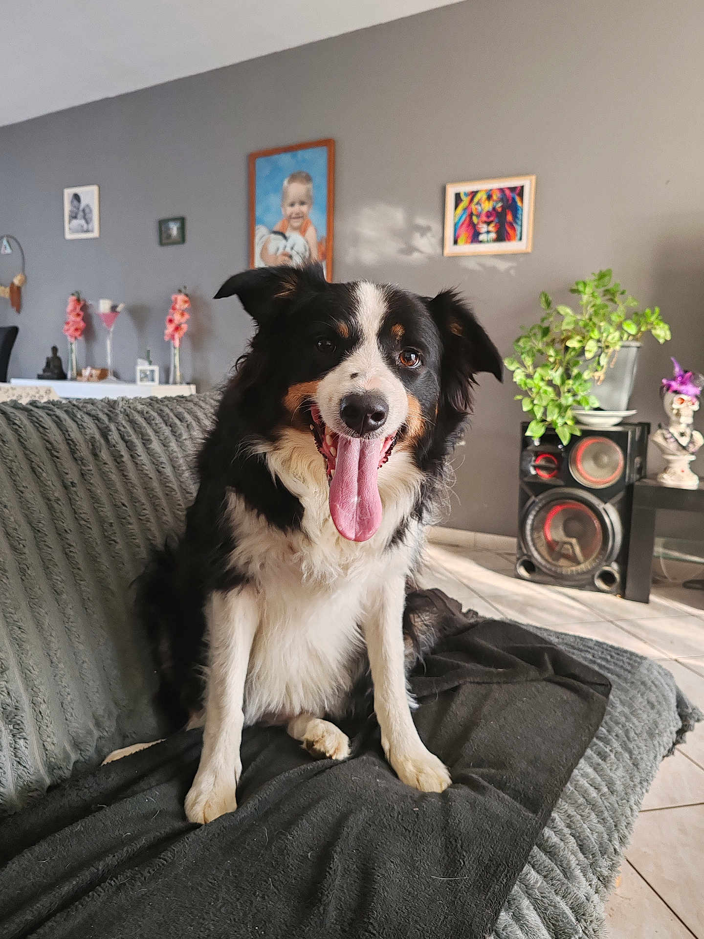 Shenna participe au concours pour gagner de l'argent avec cette photo : black_and_white, blanket, couch, dog, ears, eyes, floor_tile, fur, happy, home_decor, indoor, living_room, nose, pet, plant, portrait_photo, sitting, speaker, tongue_out, wall_art