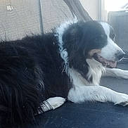 Shenna a rejoint le concours — aidez-le/la à gagner de superbes lots ! animal, black, canine, companion, dog, domestic, fur, furry, happy, indoor, laying, light, mesh, pet, portrait, relaxed, side_view, tongue, white, window