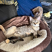 Snickers joined the competition — help win amazing prizes! cat, cats, pet, feline, animal, resting, lounging, bed, couch, pillow, blanket, fur, indoor, domestic, relaxing, grooming, cozy, living_room, soft, comfortable