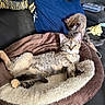 cat, cats, pet, feline, animal, resting, lounging, bed, couch, pillow, blanket, fur, indoor, domestic, relaxing, grooming, cozy, living_room, soft, comfortable